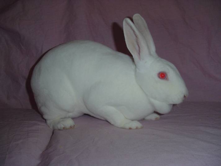 whitestar.jpg